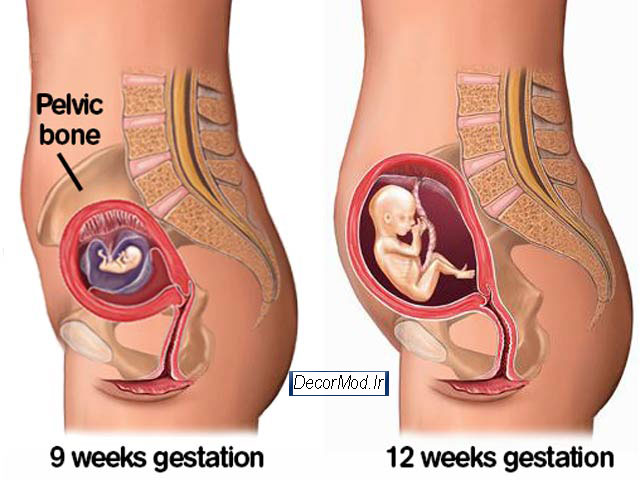 بارداری هفته به هفته با تصویر جنین 2