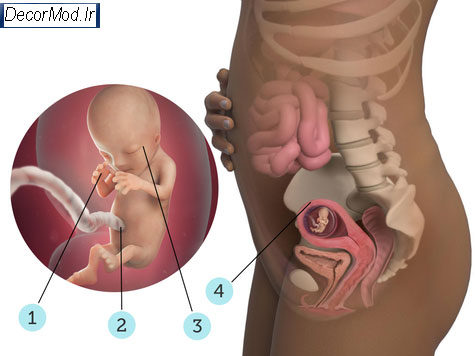 بارداری هفته به هفته با تصویر جنین 3