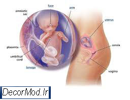 بارداری هفته به هفته با تصویر جنین 5