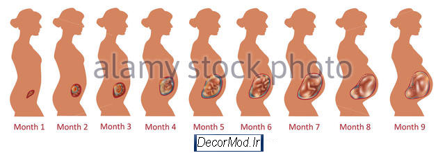 بارداری هفته به هفته با تصویر جنین 8