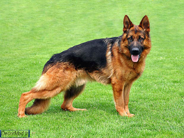 مشخصات ظاهری سگ ژرمن 11