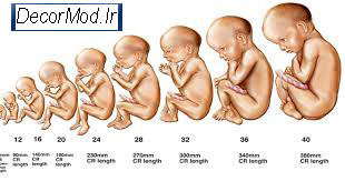 بارداری هفته به هفته با تصویر جنین 9