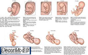 بارداری هفته به هفته با تصویر جنین 10