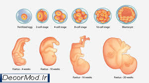بارداری هفته به هفته با تصویر جنین 12