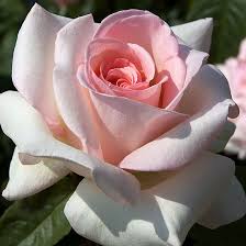 گل رز سفید صورتی