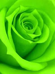 گل رز سبز