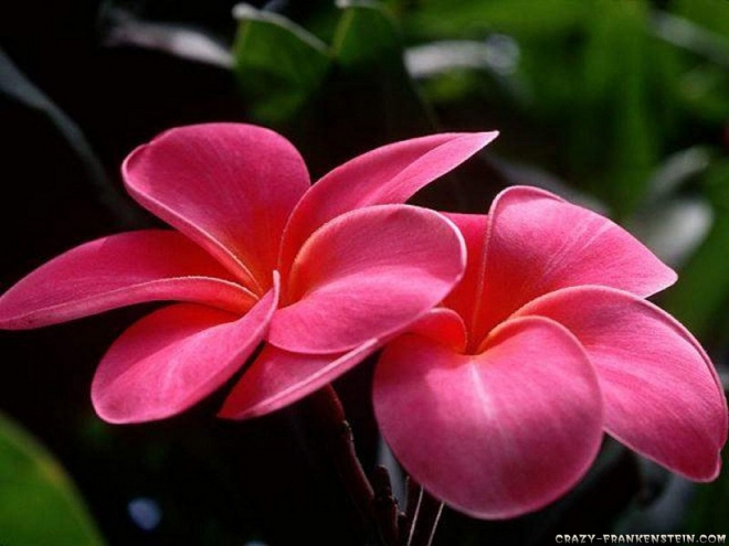 عکس گل های زیبای جهان