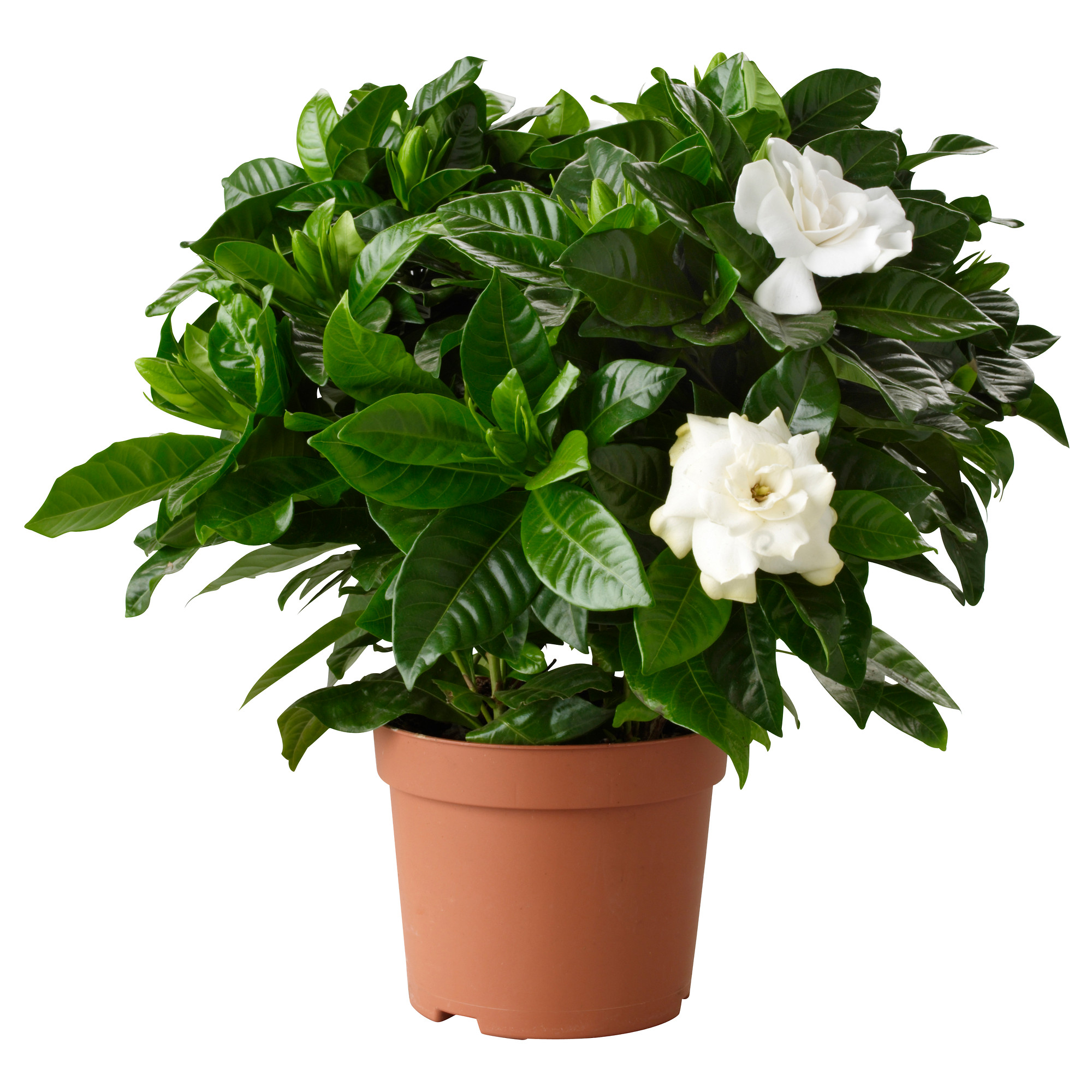 گل گاردنیا از گیاهان آپارتمانی تصفیه کننده هوا